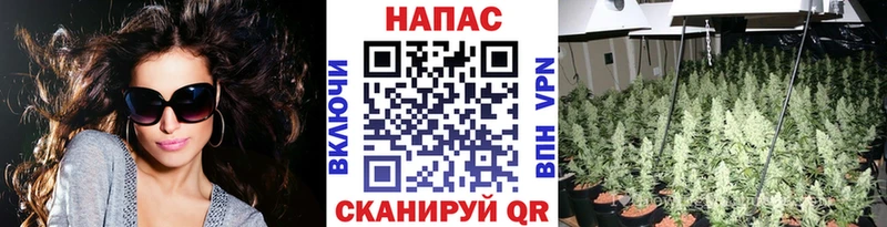 Конопля гибрид  Костомукша 